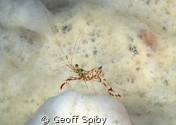 a posing shrimp by Geoff Spiby 